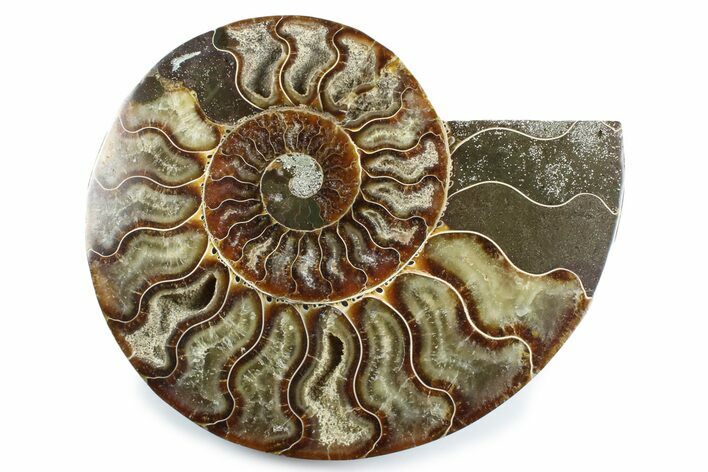 Cut & Polished Ammonite Fossil (Half) - Madagascar #364929